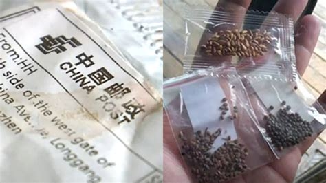 unsolicited seeds from china what are they